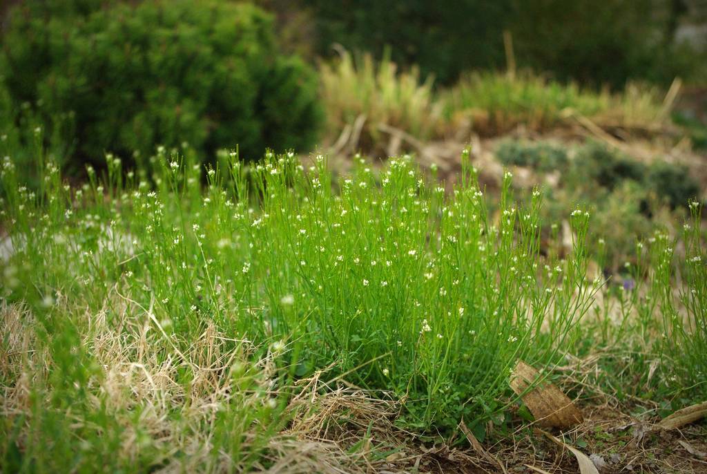 it-s-not-work-it-s-gardening-weed-this-way-focus